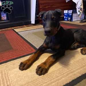 Hannah, Doberman Pinscher Puppy